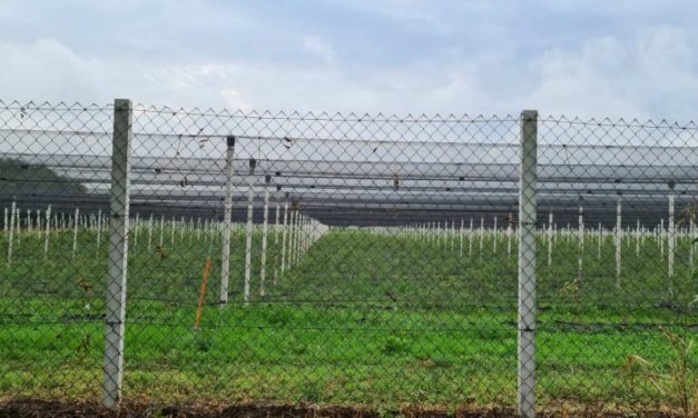 Arapski investitori agrobiznis u Srbiji vode u gubitak, država neće da kaže da li joj plaćaju zakup njiva