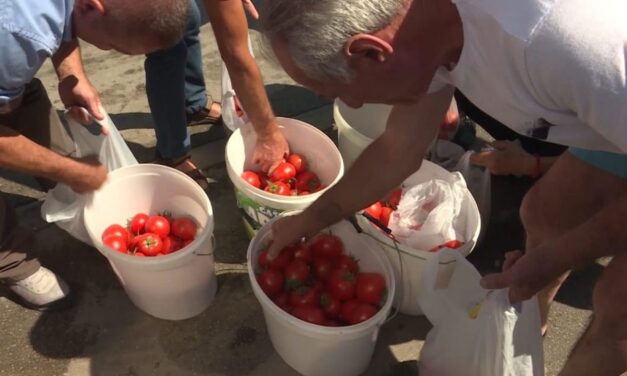 Leskovčani besplatno delili paradajz