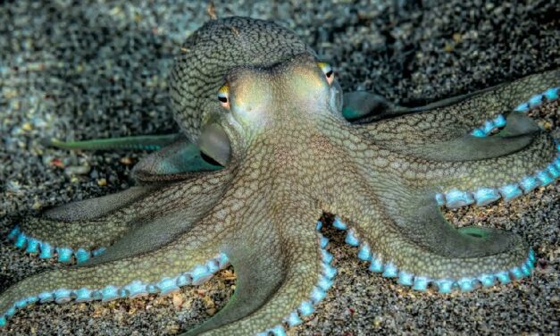 Hobotnice podešavaju RNK u svom mozgu da bi se prilagodile toplijim i hladnijim vodama