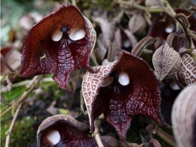 Aristolochia salvador platensis ( Dart Vejder orhideja) (Foto: www.flower-db.com)