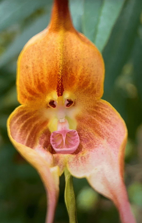 Dracula verticulosa (majmunska orhideja) (Foto: orchids.fandom.com)