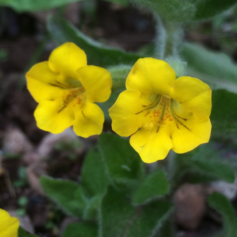 Mimulus moschatus (Mošusni cvet) (Foto: gardentags.com)