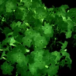 Nove genetski modifikovane bioluminescentne petunije
