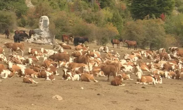 Kamioni, avioni i ostale budalaštine