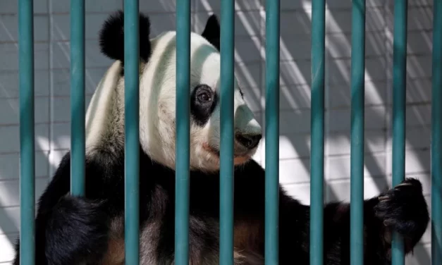 Zoološki vrt u Danskoj zamolio posetioce da doniraju svoje kućne ljubimce